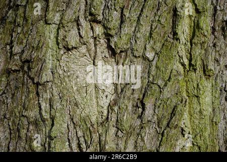 tree bark textured backdrop. rough wood tree trunk close up Stock Photo