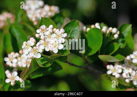 Blossoming chokeberry in spring Stock Photo