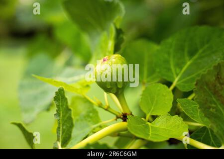 Fig fruit ripening on the tree with water drops - Ficus carica Stock Photo
