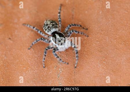 Springspinne, Weibchen, Menemerus semilimbatus, Jumping spider, female, Springspinnen, Salticidae, Jumping spiders Stock Photo