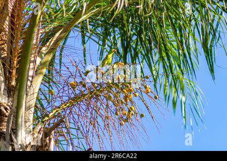 Goiania, Goias, Brazil – May 23, 2023: Two parakeets eating small coconuts in a coconut tree on a clear sunny day. Stock Photo