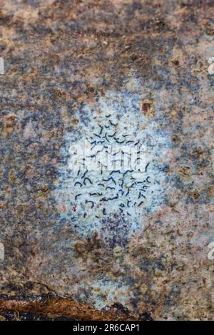 Common Script Lichen, Graphis scripta, growing on Ash bark.  Monmouthshire, Wales, UK Stock Photo