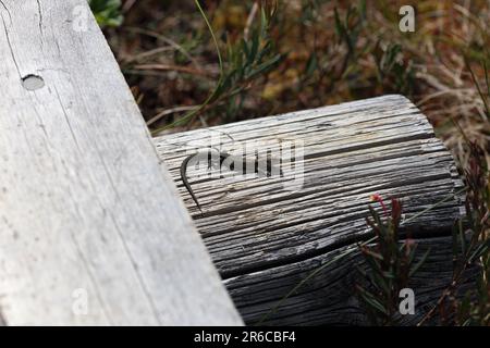 Common lizard taking sunbath on the top of the girder in swamp in Finland Stock Photo