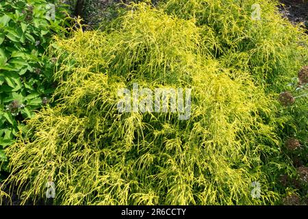 Chamaecyparis pisifera 'Filifera Aurea', Sawara False Cypress in Garden Czech Republic Stock Photo