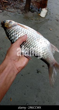 Beautiful putty fish in large size Stock Photo