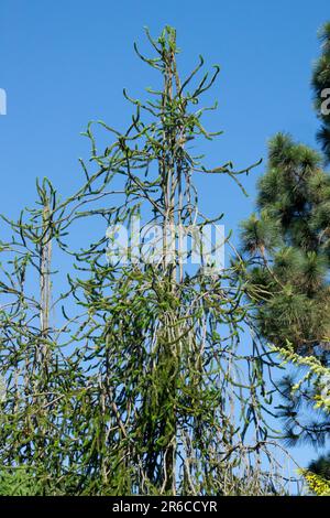 Norway spruce, Picea abies Tree Spruce, Branches Picea abies 'Viminalis' Stock Photo