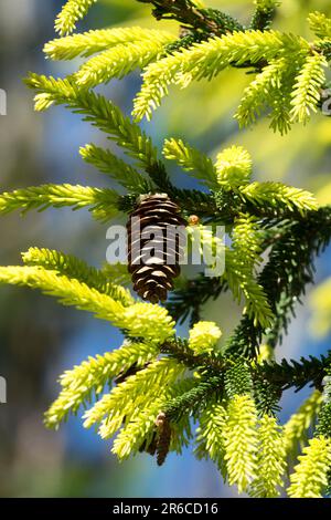Caucasian Spruce, Picea orientalis 'Early Gold', Oriental Spruce Cone Coniferous tree Shoots yellow Stock Photo