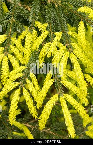 Shoots of growth, Spruce, Shoots, Picea, Sprouts, Golden, Needles, Branch, Picea orientalis 'Early Gold' Yellow spruce new spring shoots Stock Photo
