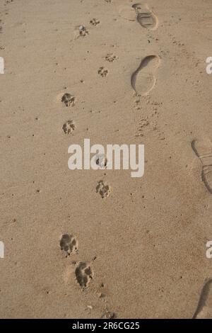 Footprints in the sand dog and owner Stock Photo