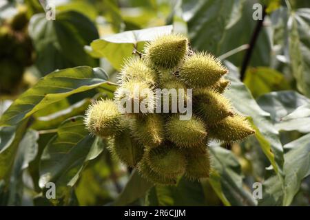 bunch with several unripe fruits of Achiote (Bixa orellana), which are used for skin painting by the indigenous and as natural food coloring Stock Photo