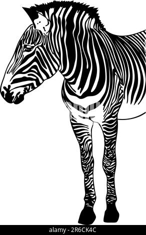 Hand drawn sketch of a Zebra. Stock Vector