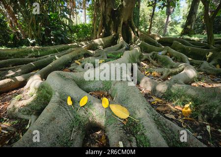 Ficus macrophylla trunk and roots close up Stock Photo