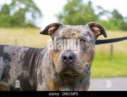 Front close up view of an American XL bully dog. Stock Photo