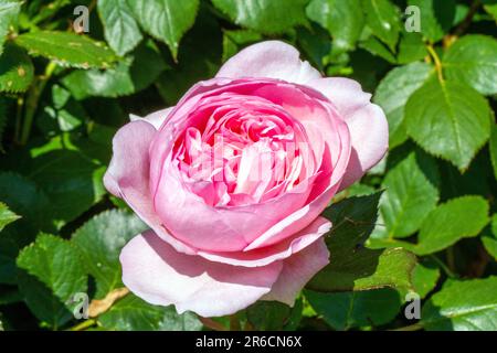 The David Austin shrub rose Geoff Hamilton growing in an English cottage rose garden Stock Photo