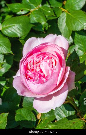 The David Austin shrub rose Geoff Hamilton growing in an English cottage rose garden Stock Photo