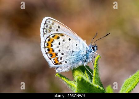 Silver-studded Blue butterfly Plebejus argus at the Butterfly conservation owned  Prees Heath nature reserve near Whitchurch Shropshire England Stock Photo