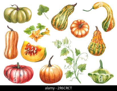 Illustration of Vibrant Red Pumpkin Isolated on white background Stock ...