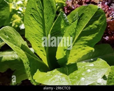 Green leaf lettuce grows in a vegetable garden. Fresh organic salad close-up. Vegetarian or vegan food Stock Photo