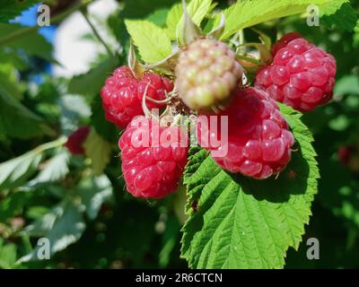 Branch of ripe raspberries with green leaves close-up. Ripe red raspberries on a branch with a blurred background. Red sweet berries growing on raspbe Stock Photo