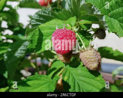 Branch of ripe raspberries with green leaves close-up. Ripe red raspberries on a branch with a blurred background. Red sweet berries growing on raspbe Stock Photo