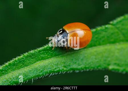 Polished Lady Beetle (Cycloneda munda) Stock Photo