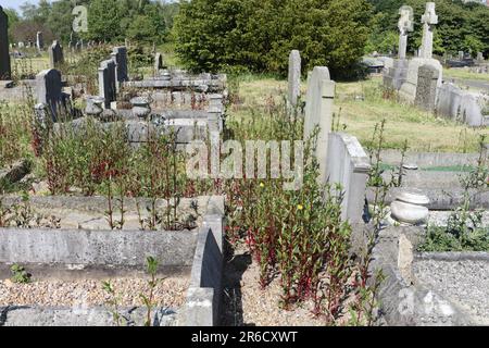 Wildflowers growing between unmowed open graves in Abbey Lane cemetery Sheffield England UK growing wild nature graveyard Stock Photo