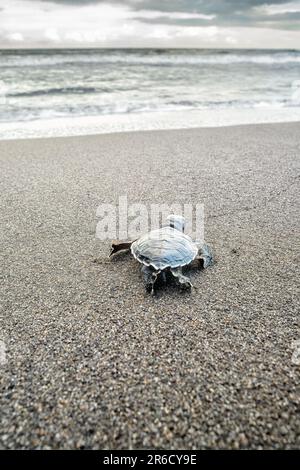 A newly hatched baby green sea turtle makes his way to the sea for his first swim in the Caribbean at Tortuguero National Park in Costa Rica. Stock Photo