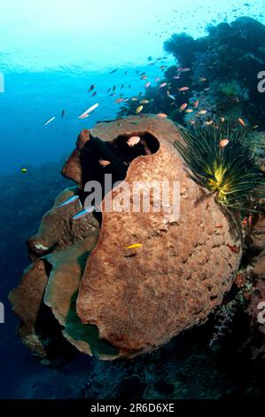 Crinoids, Comatulida Order, on Ianthella Sponge, Ianthella sp, on coral reef, Luciperra dive site, Pulau Penyu, Banda Sea, Moluccas, Indonesia Stock Photo