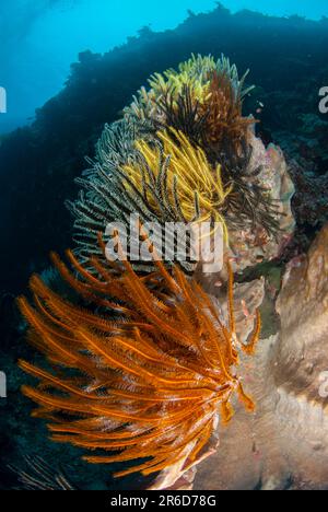 Crinoids, Comatulida Order, on Ianthella Sponge, Ianthella sp, Riong Island, near Alor, Banda Sea, Indonesia Stock Photo