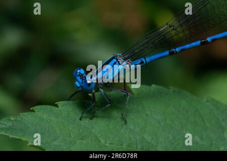 Blue damselfly sitting on a leaf. Stock Photo