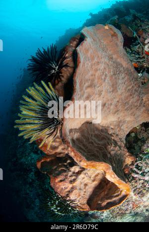 Crinoids, Comatulida Order, on Ianthella Sponge, Ianthella sp, Riong Island, near Alor, Banda Sea, Indonesia Stock Photo