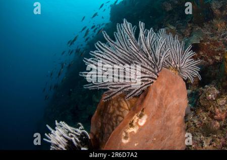 Crinoids, Comatulida Order, on Ianthella Sponge, Ianthella sp, Riong Island, near Alor, Banda Sea, Indonesia Stock Photo