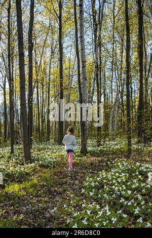 A woman walking in forested hillside with thousands of Wild Trilliums. Stock Photo