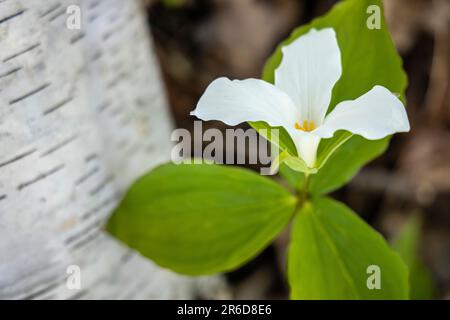 The white trillium (Trillium grandiflorum) serves as the official flower and emblem of the Canadian province of Ontario Stock Photo