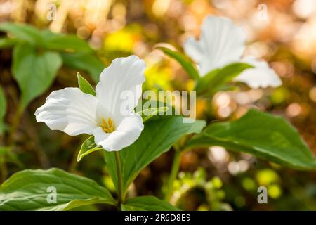 The white trillium (Trillium grandiflorum) serves as the official flower and emblem of the Canadian province of Ontario Stock Photo