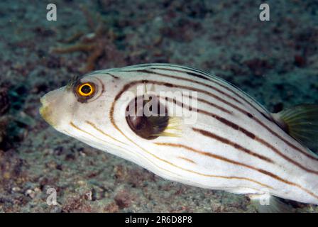 Narrow-lined Puffer, Arothron manilensis, Serena Besar dive site, Lembeh Straits, Sulawesi, Indonesia Stock Photo