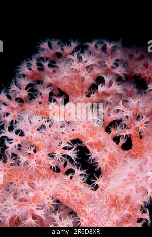 Divaricate Tree Coral, Spongodes sp, Batu Sandar dive site, Lembeh Straits, Sulawesi, Indonesia Stock Photo