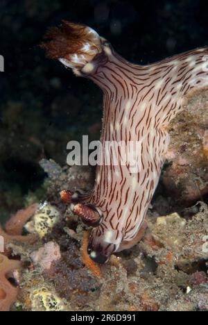 Red-lined Jorunna Nudibranch, Jorunna rubescens, Bronsel dive site, Lembeh Straits, Sulawesi, Indonesia Stock Photo