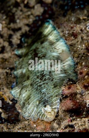 Green Banded Sole, Soleichthys heterorhinos, night dive, Nudi Falls dive site, Lembeh Straits, Sulawesi, Indonesia Stock Photo