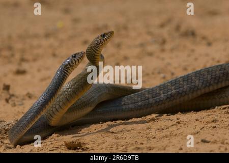 The Indian or oriental rat snake (Ptyas mucosa) territorial dispute Stock Photo