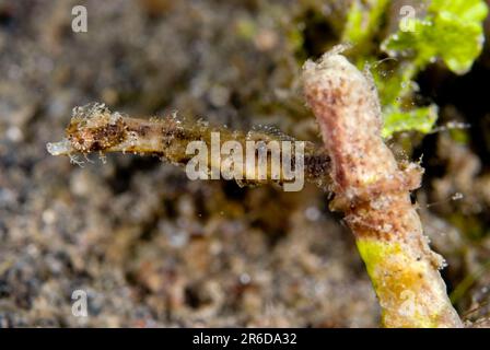 Shortpouch Pygmy Pipehorse, Acentronura brevipurula, Bronsel dive site, Lembeh Straits, Sulawesi, Indonesia Stock Photo