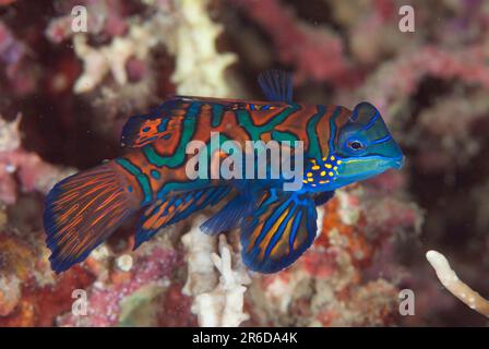 Mandarinfish, Synchiropus splendidus, with ornate markings amongst coral, Dusk dive, Lembeh Island Resort House Reef dive site, Lembeh Straits, Sulawe Stock Photo