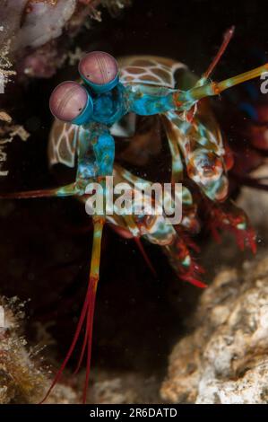 Smashing Mantis Shrimp, Odontodactylus scyllarus, in hole, Rhino City dive site, Ambon, Banda Sea, Indonesia Stock Photo
