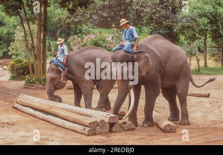 The National Elephant Institute, in Lampang in Thailand, was originally founded as the Thai Elephant Conservation Center in 1993. Stock Photo