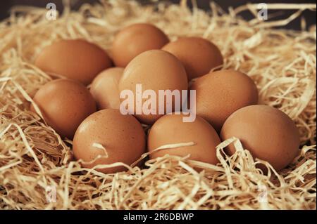 Fresh eggs in a straw nest Stock Photo