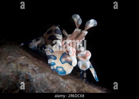 Harlequin Shrimp, Hymenocera elegans, Seraya Beach Resort house reef, Karangasem, Bali, Indonesia Stock Photo