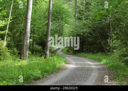Winding dirt road through sheer green forest. Stock Photo
