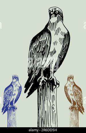 Hand drawn image of an osprey bird. Stock Vector