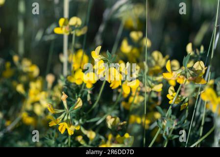 Lotus corniculatus,  bird's-foot trefoil yellow flowers in meadow closeup selective focus Stock Photo
