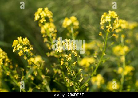Bunias orientalis, Turkish wartycabbage yellow flowers in meadow closeup selective focus Stock Photo